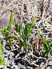 Styphelia appressa
