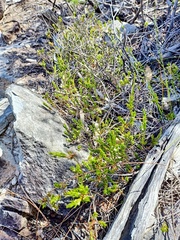 Styphelia appressa