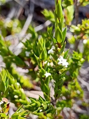 Styphelia appressa