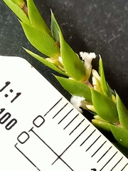 Styphelia appressa