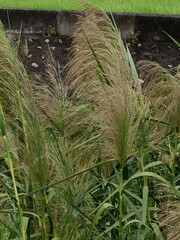 Phragmites karka