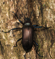 Stenochiini