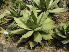 Agave oteroi