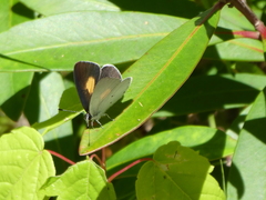 Candalides xanthospilos