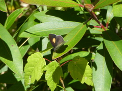 Candalides xanthospilos