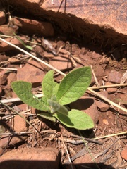 Gerbera piloselloides