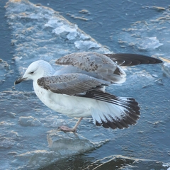 Larus cachinnans