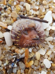 Calliactis parasitica