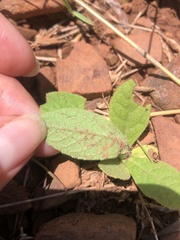 Gerbera piloselloides