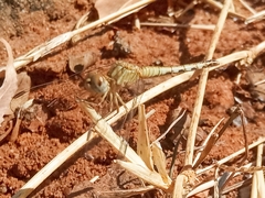 Diplacodes lefebvrii