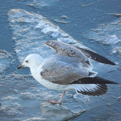 Larus cachinnans