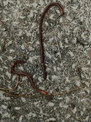 Lumbricus