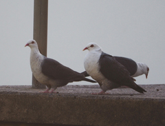 Columba leucomela