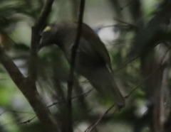 Meliphaga lewinii