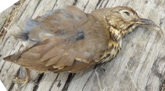 Turdus philomelos clarkei