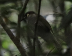 Meliphaga lewinii