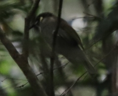 Meliphaga lewinii