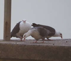 Columba leucomela