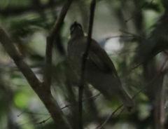 Meliphaga lewinii