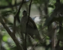 Meliphaga lewinii