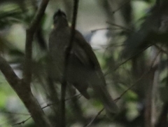 Meliphaga lewinii