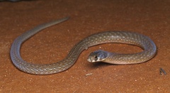 Pygopus schraderi