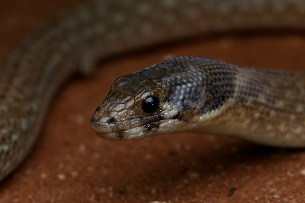 Common Scaly-Foot