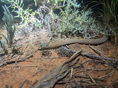 Pygopus schraderi