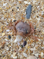 Polybius henslowii