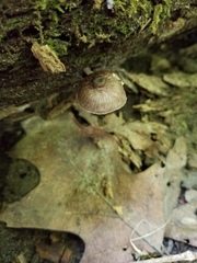Pluteus septocystidiatus