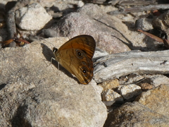 Hypocysta euphemia