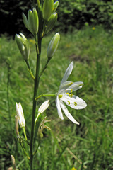 Anthericum liliago