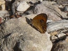 Hypocysta euphemia
