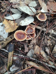 Gymnopus brassicolens