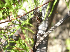 Austroaeschna unicornis