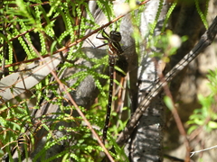 Austroaeschna unicornis