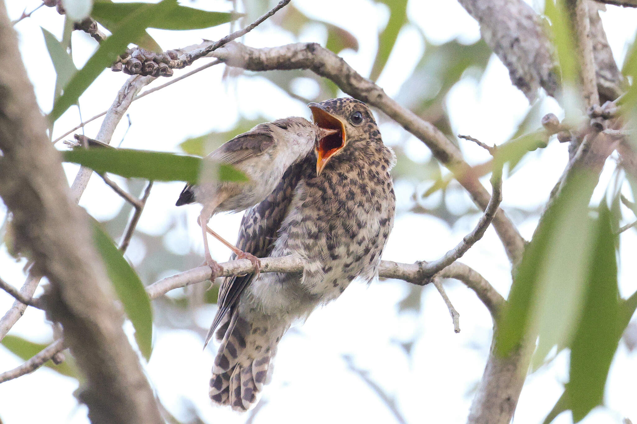 Brush Cuckoo (Cacomantis variolosus)