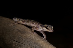 Oedura cincta
