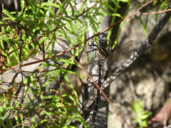 Austroaeschna unicornis