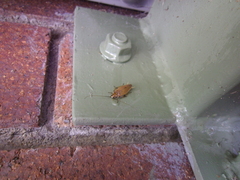 Ellipsidion humerale