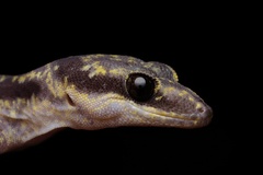 Oedura cincta