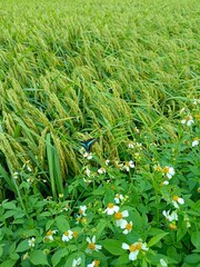 Graphium sarpedon connectens