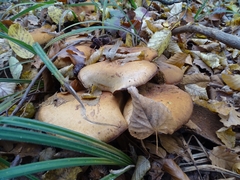 Cortinarius triumphans