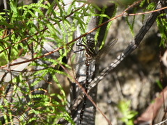 Austroaeschna unicornis