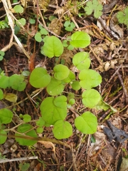 Fuchsia perscandens