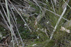 Leucopogon concurvus