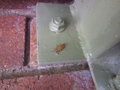 Ellipsidion humerale