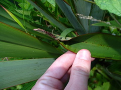 Ichneutica steropastis