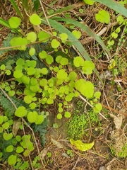Fuchsia perscandens