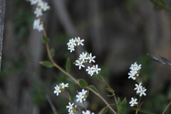 Leucopogon concurvus
